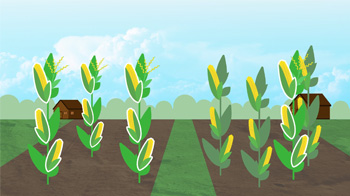 genetically modified organisms