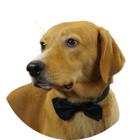 Woody head of security
