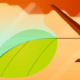 Why do leaves fall of trees
