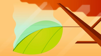 Why do leaves fall of trees